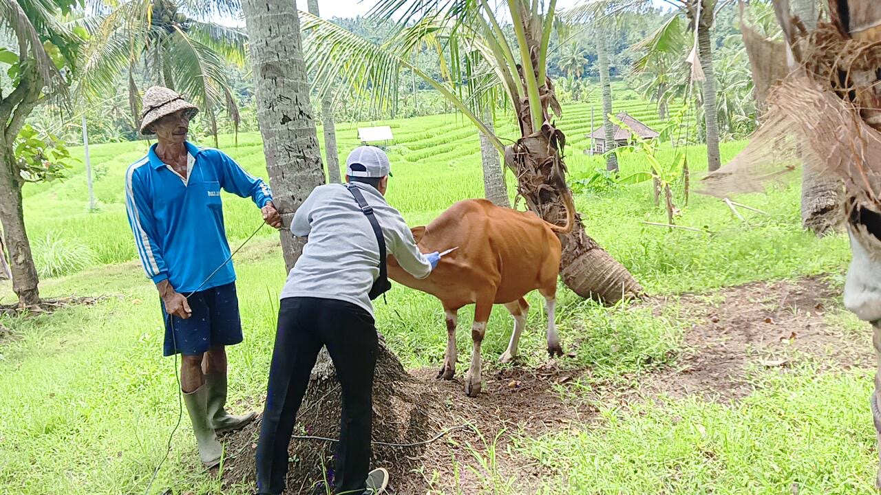Vaksinasi massal ternak sapi yang dilaksanakan di Kecamatan Negara dan Melaya, Kabupaten Jembrana, Selasa (20/1).
