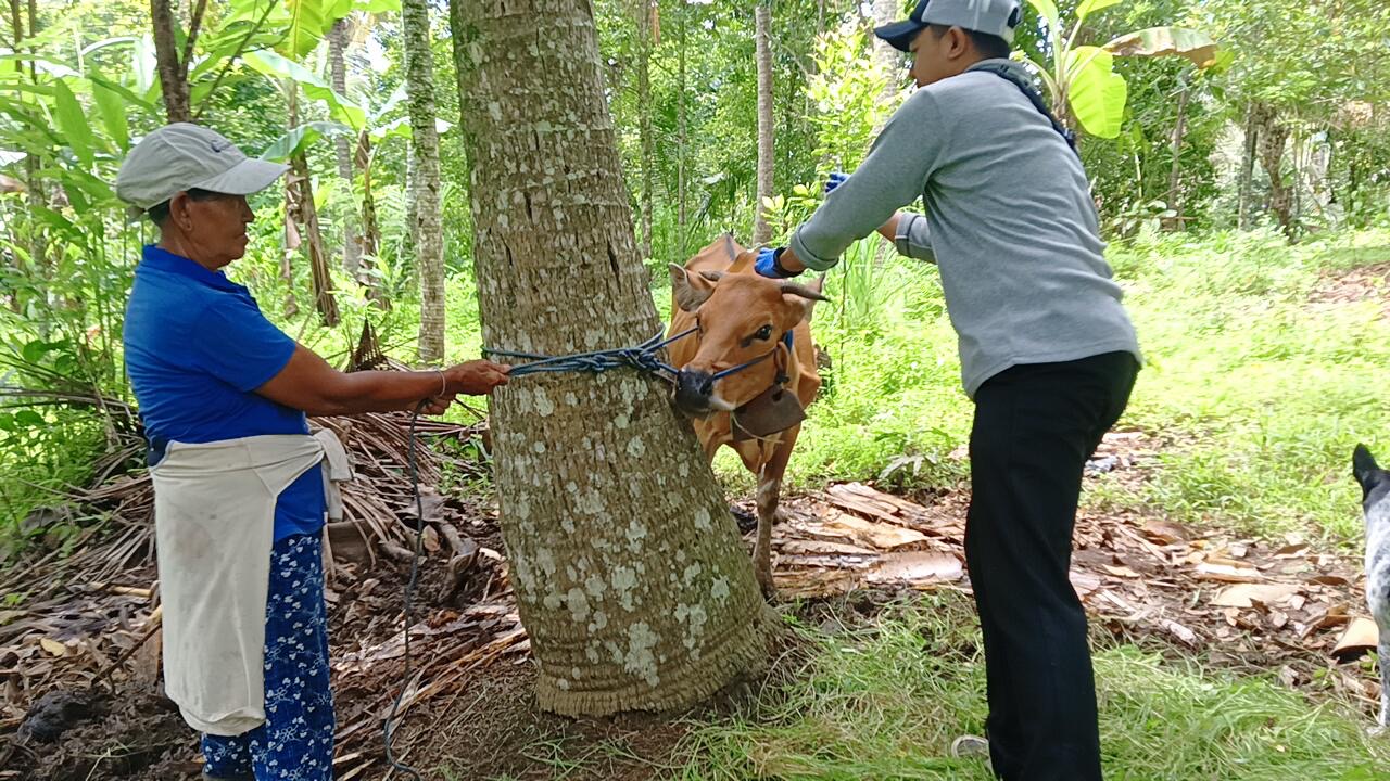 Vaksinasi massal ternak sapi yang dilaksanakan di Kecamatan Negara dan Melaya, Kabupaten Jembrana, Selasa (20/1).