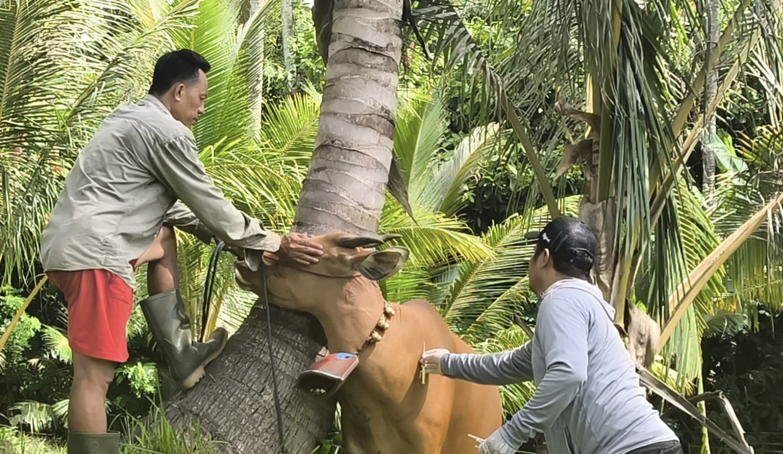 Vaksinasi masal pada sapi di Jembrana untuk mencegah penularan virus LSD.