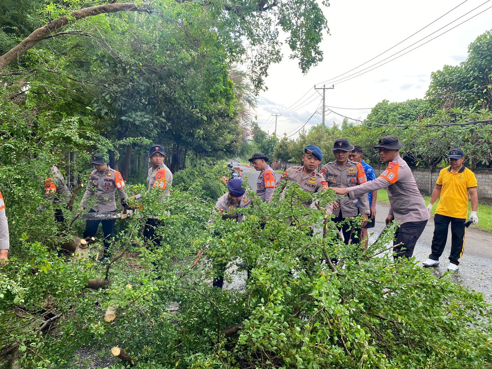 Petugas saat gotong royong membersihkan bekas pohon tumbang di depan obyek wisata Teluk Gilimanuk, Jembrana