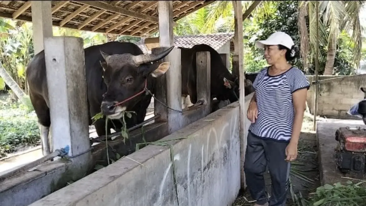 Ni Ketut Suartini bersama sapi Arjuna yang dipelihara sejak tiga tahun lalu. (I Gde Riantory Warmadewa/Jembrana Express)