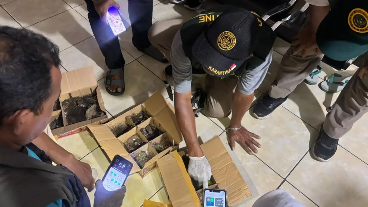 Petugas Karantina Gilimanuk menggagalkan upaya penyelundupan 32 anakan burung tanpa dokumen resmi. (ist)