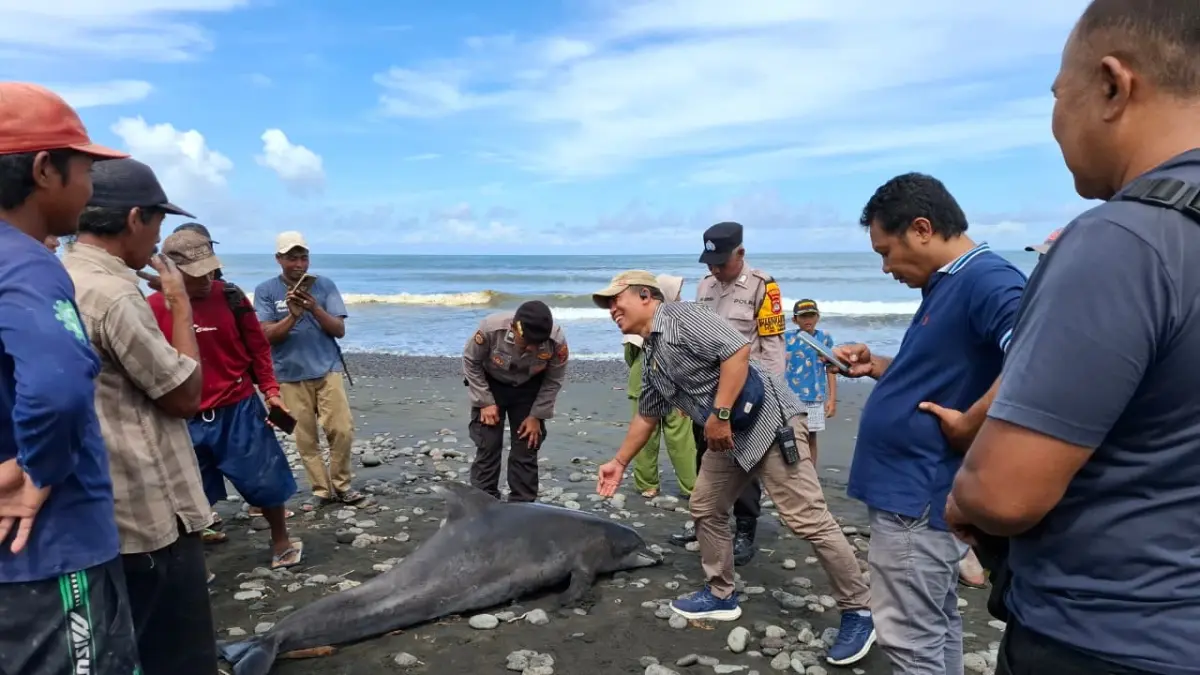 Seekor lumba-lumba hidung botol Indo-Pasifik ditemukan terdampar dalam kondisi mati di Pantai Yehsumbul, Jembrana, Bali. (ist)