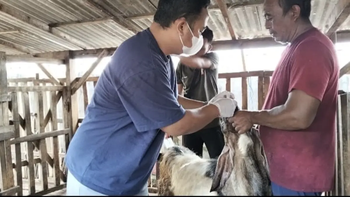 Pemeriksaan kesehatan dan kelayakan hewan kurban oleh petugas dari Bidang Kesehatan Hewan dan Masyarakat Veteriner Dinas Pertanian, Perikanan dan Pangan Kabupaten Jembrana, Minggu (24/5/2025). (ist)