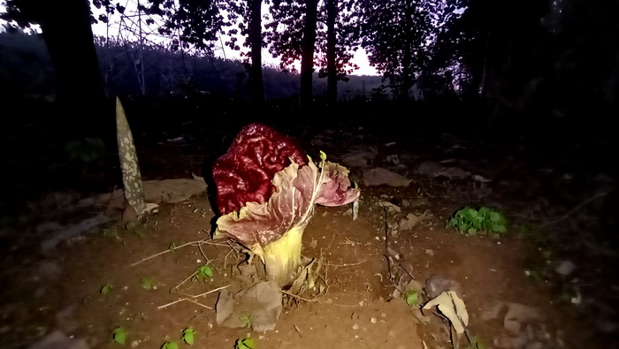 BUNGA LANGKA - Bunga bangkai Rafflesia yang ditemukan di Alas Roban kawasan hutan jati Perhutani dukuh Krincing desa Kutosari Gringsing Kabupaten Batang.