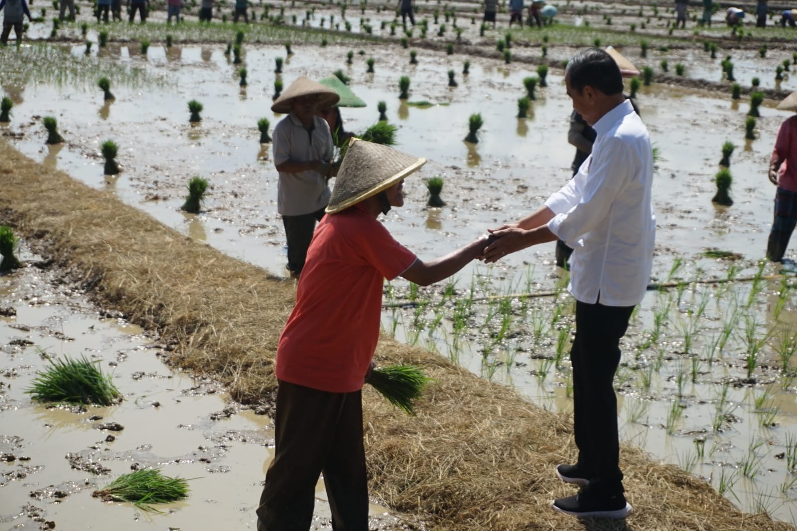 KUNJUNGAN KERJA: Presiden Jokowi saat menyapa petani dalam kunjungan kerjanya di Kabupaten Pekalongan, Rabu (13/12/2023).