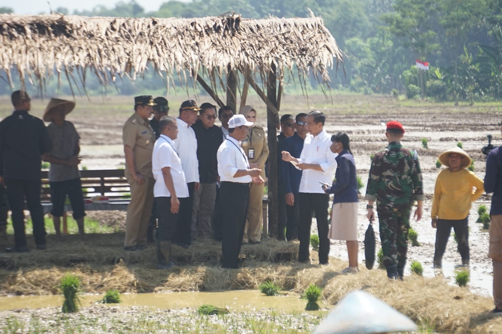 KUNJUNGAN KERJA: Presiden Jokowi saat menyempatkan turun ke pematang sawah dalam kunjungan kerjanya ke Desa Kaibahan, Kecamatan Kesesi, Kabupaten Pekalongan, Rabu (13/12).