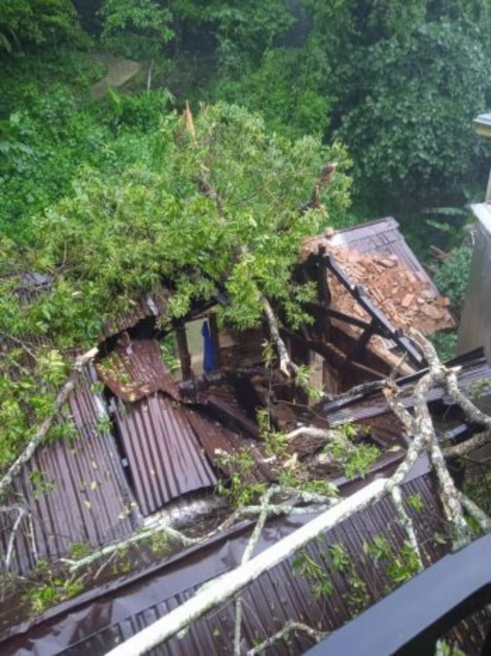 POHON TUMBANG: Kondisi di lokasi pohon tumbang menima rumah warga di Desa Depok, Kecamatan Lebakbarang, Kabupaten Pekalongan, Jumat (5/1/2024).