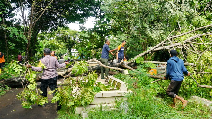 EVAKUASI POHON : Tim BPBD dan DLH dibantu warga melakukan evakuasi pohon tumbang di Jlan Kiai R Subuh kompleks Makam Sapuro, Rabu (10/1/2024).