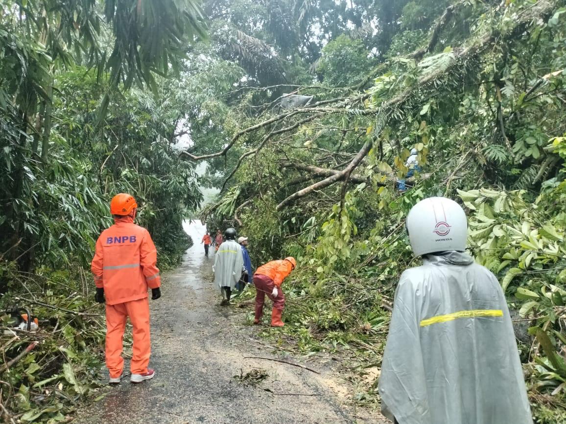 POHON TUMBANG: Proses evakuasi phon tumbang di jalur ke arah Petungkriyono, Desa Kayupuring, Kabupaten Pekalongan Kamis (11/1/2024).