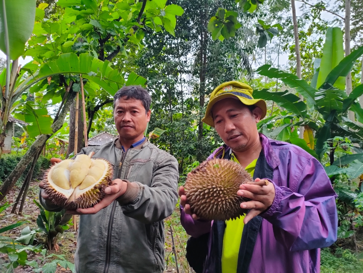 JARANG DIKETAHUI: Tri Yanuar Hadiprasetya, Ketua Komunitas Batang Agro Kreatif menunjukkan durian milky asal Kecamatan Wonotunggal. (Riyan Fadli Jawa Pos Metro Pekalongan)