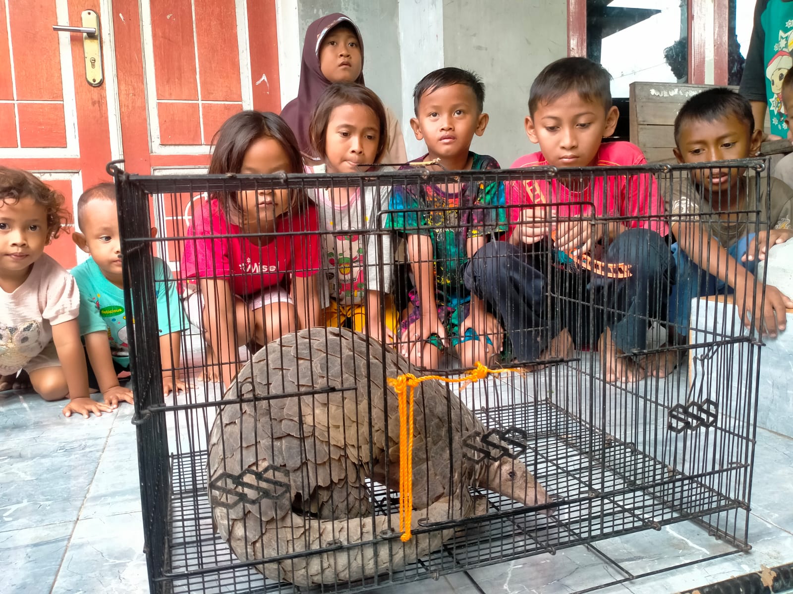 SATWA DILINDUNGI: Anak-anak Desa Rowoyoso, Kecamatan Wonokerto, Kabupaten Pekalongan, menonton trenggiling temuan warga, Jumat (19/1/2024).