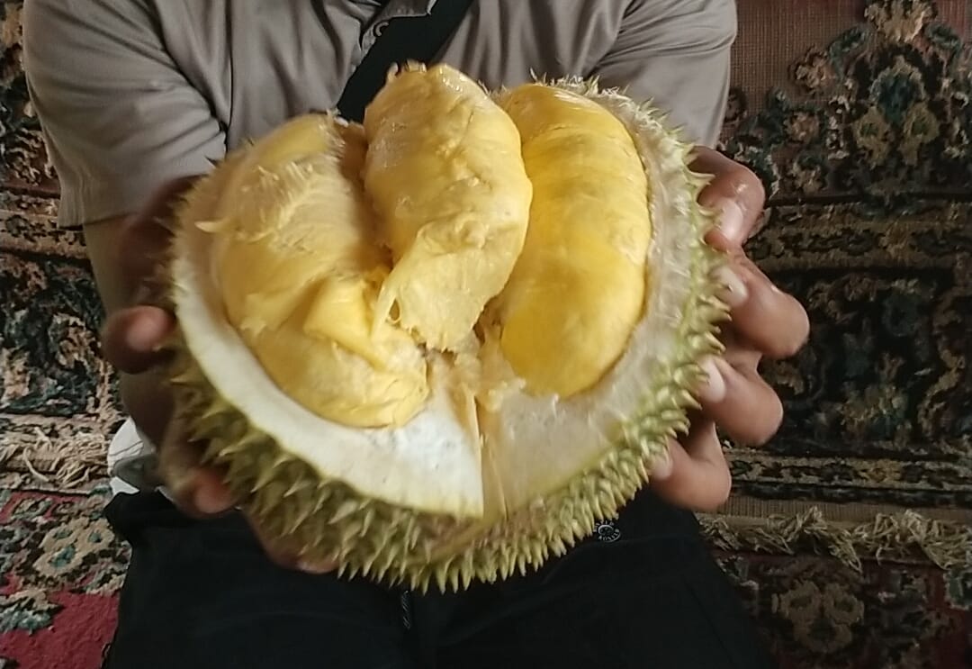 RAJA BUAH: Foto durian lokal Doro, Kabupaten Pekalongan.