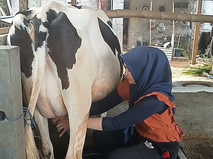 SUSU SEGAR: Peternak sedang memerah sapi untuk memenuhi kebutuhan industri di Batang. (istimewa)