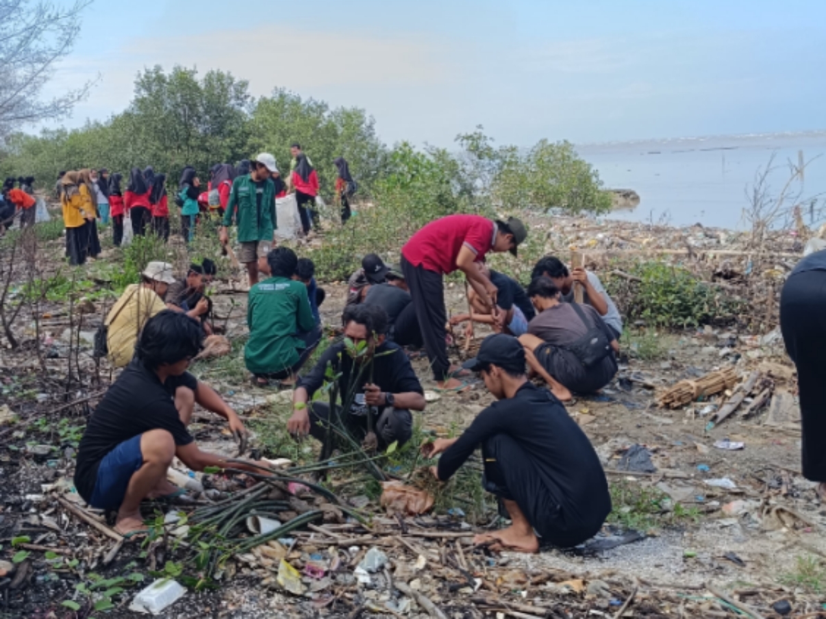 AKSI LINGKUNGAN: Para mahasiswa sedang melakukan penanaman bibit mangrove di pesisir Jepara. (istimewa)