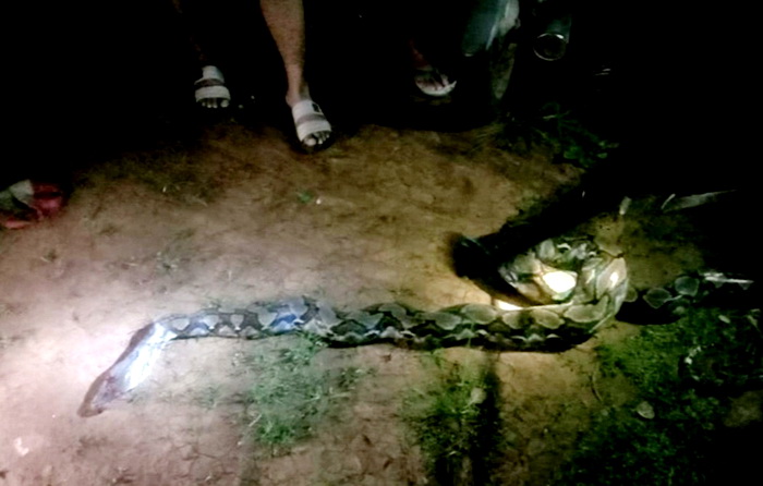 TANGKAP HEWAN : Tim Damkar Limpung, Kabupaten Batang berusaha menangkap ular piton di Desa Plelen Gringsing Batang, Jumat malam 9 Februari 2024.