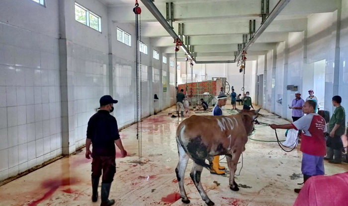POTONG: Suasana salah satu RPH di Kota Pekalogan sebelum memoting seekor sapi.