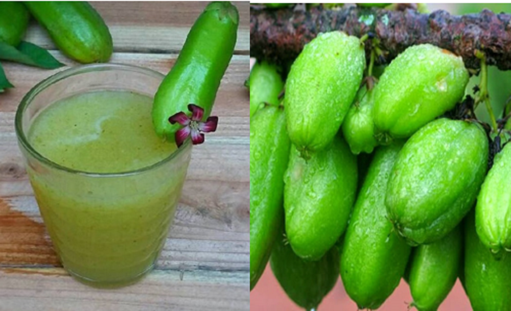 Belimbing wuluh mengandung berbagai manfaat kesehatan dan telah menjadi bahan herbal yang turun temurun sebagai bahan pengobatan tradisional.