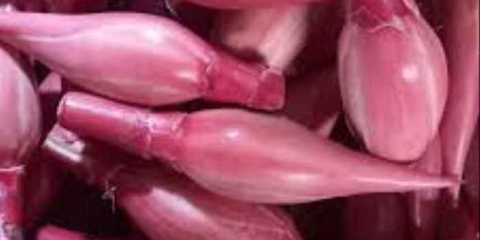 Bunga Kecombrang masih kuncup.