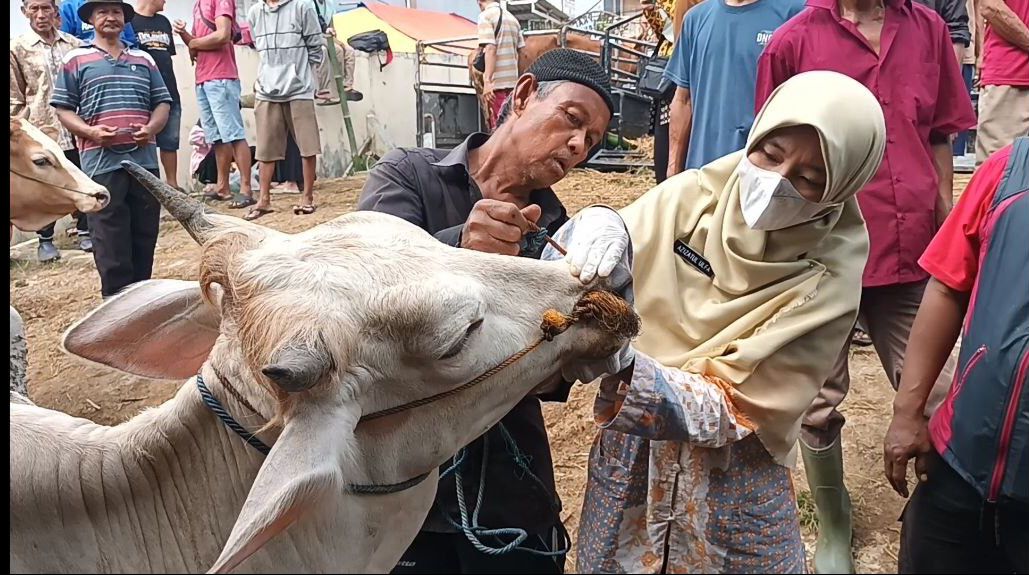 JELANG IDUL ADHA: Dokter dari DKPP Kabupaten Pekalongan saat memeriksa hewan kurban siap jual di Pasar Ternak Kajen, Rabu (13/6/2024).