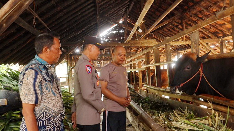 KASIH PAKAN: Aiptu Andi Yoga Setiawan, anggota Polres Pemalang saat berikan pakan buat sapi ternaknya di Desa Surajaya Kecamatan Pemalang, Kamis (13/6/2024).