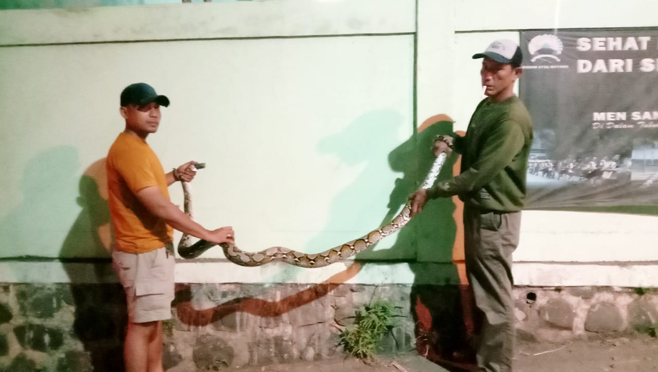 TERTANGKAP WARGA : Ular Piton sepanjang 2,8 meter berhasil ditangkap saat memasuki rumah warga di desa Gringsing.