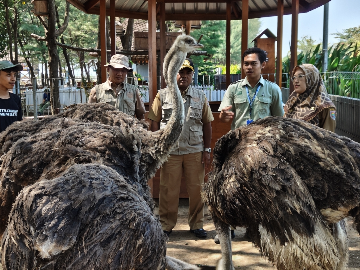 SEHAT: Dokter hewan dari Dislutkanak Batang dan Safari Beach Jateng sedang melakukan pemeriksaan kesehatan burung unta.