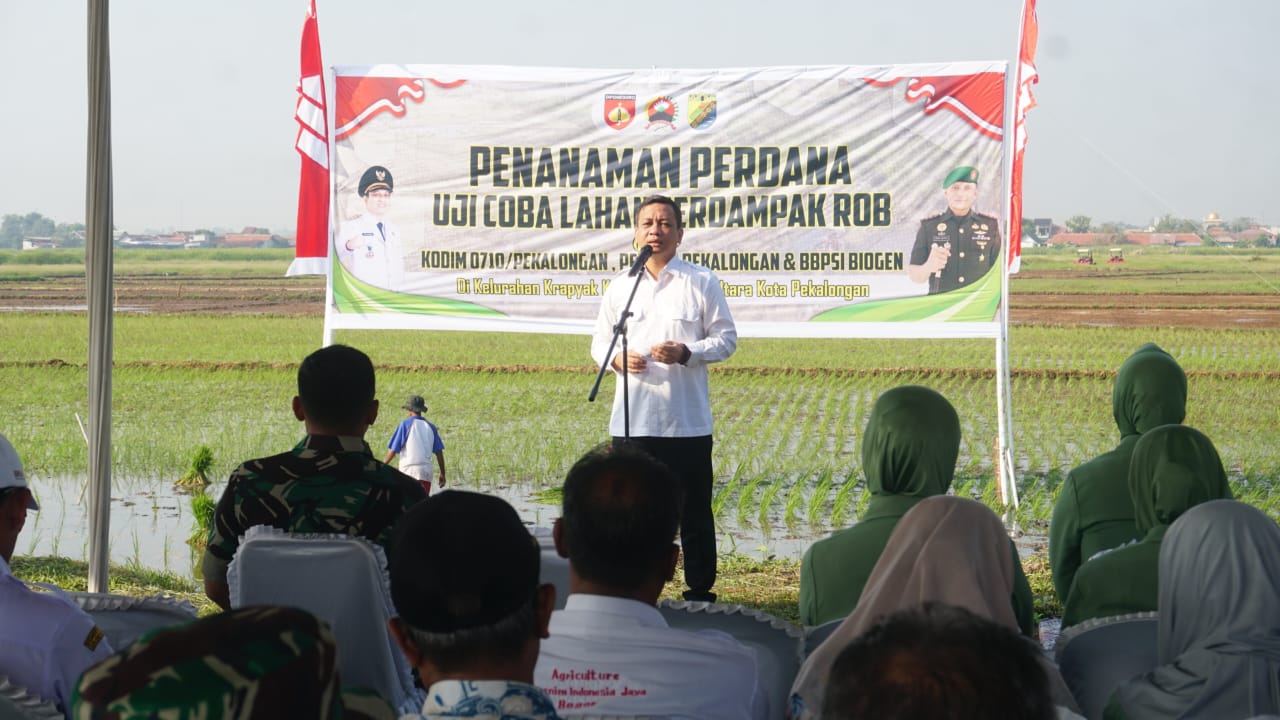 SIMBOLIS: Walikota Pekalongan, HA Afzan Arslan Djunaid yang hadir melihat langsung uji coba perdana penanaman padi varietas Biosalin, di Kelurahan Krapyak Pekalongan Utara, Rabu (14/8/2024).