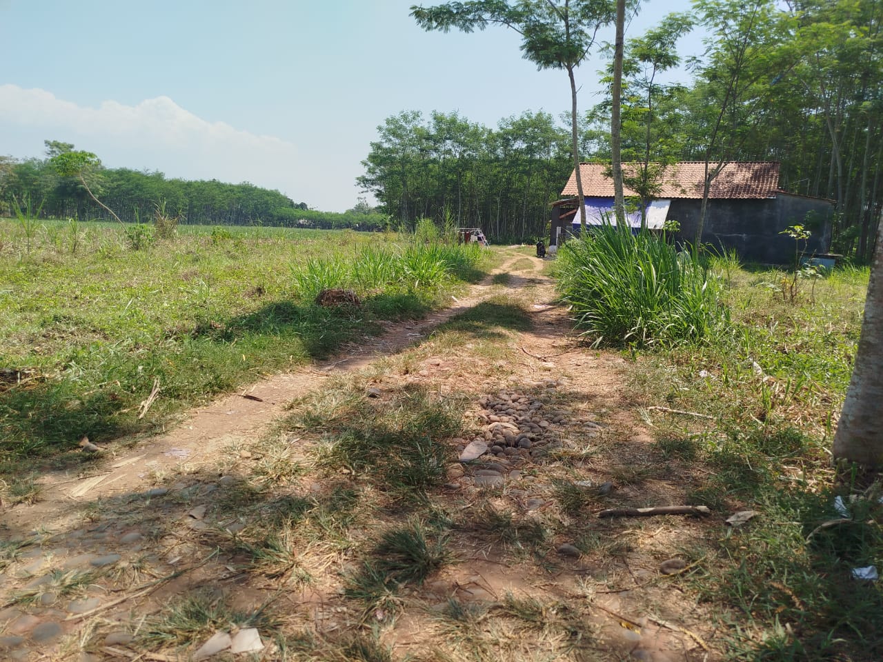 DIDUGA DIJUAL: Lokasi tanah kas Desa Wuled, Kecamatan Tirto, Kabupaten Pekalongan, yang diduga diperjualbelikan.