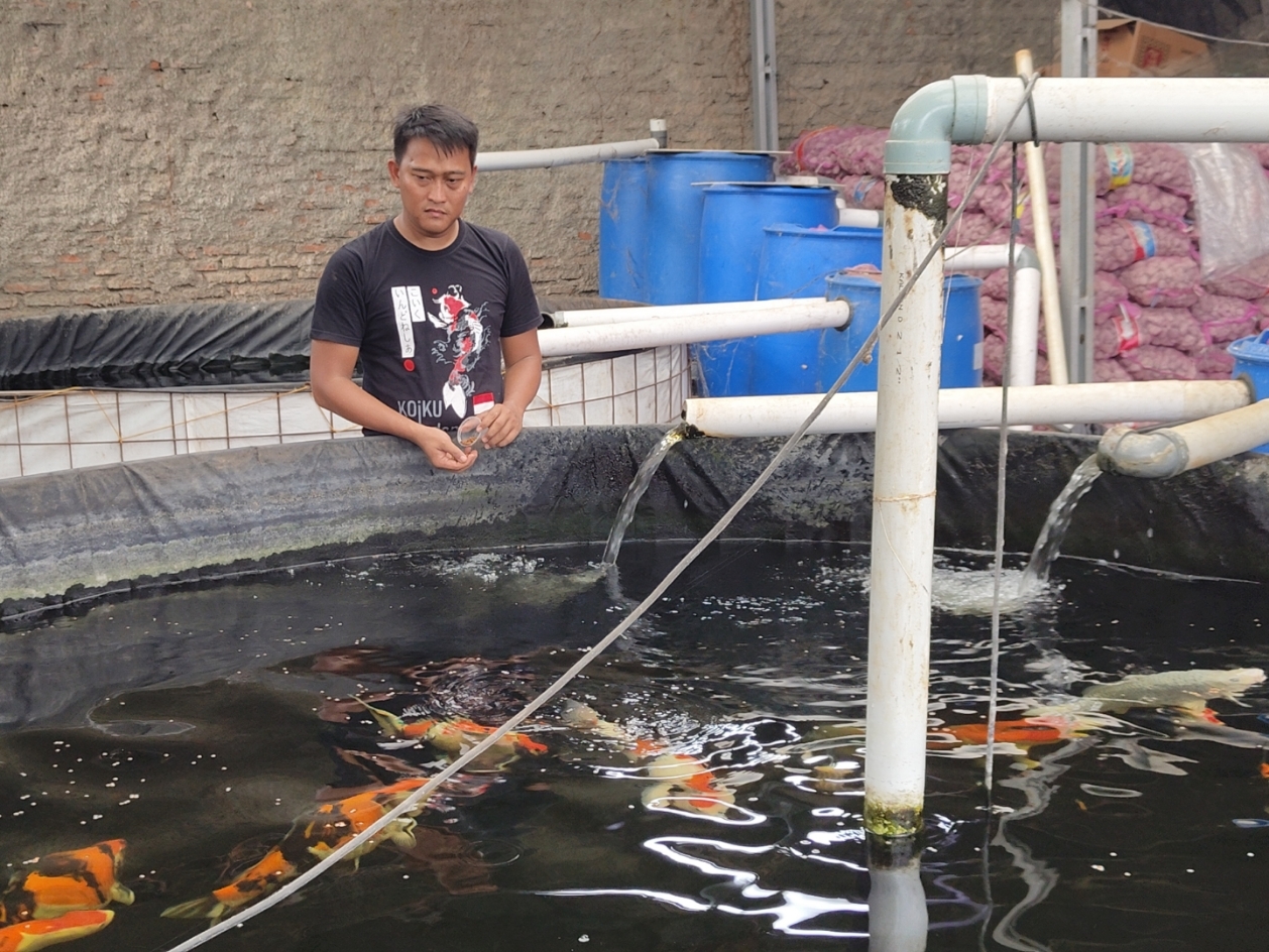 BUDIDAYA: Nasrullah saat memberi makan ikan-ikan indukan koi yang ada di kolam.
