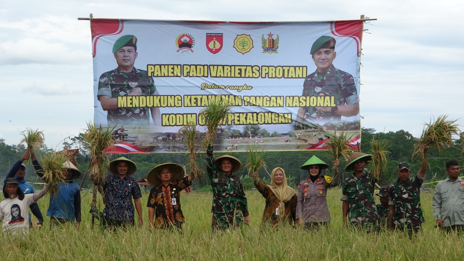 PANEN: Kodim 0710/Pekalongan bersama petani saat panen padi protani protangguh di Desa Kulu, Kecamatan Karanganyar, Kabupaten Pekalongan, Kamis (28/11/2024).