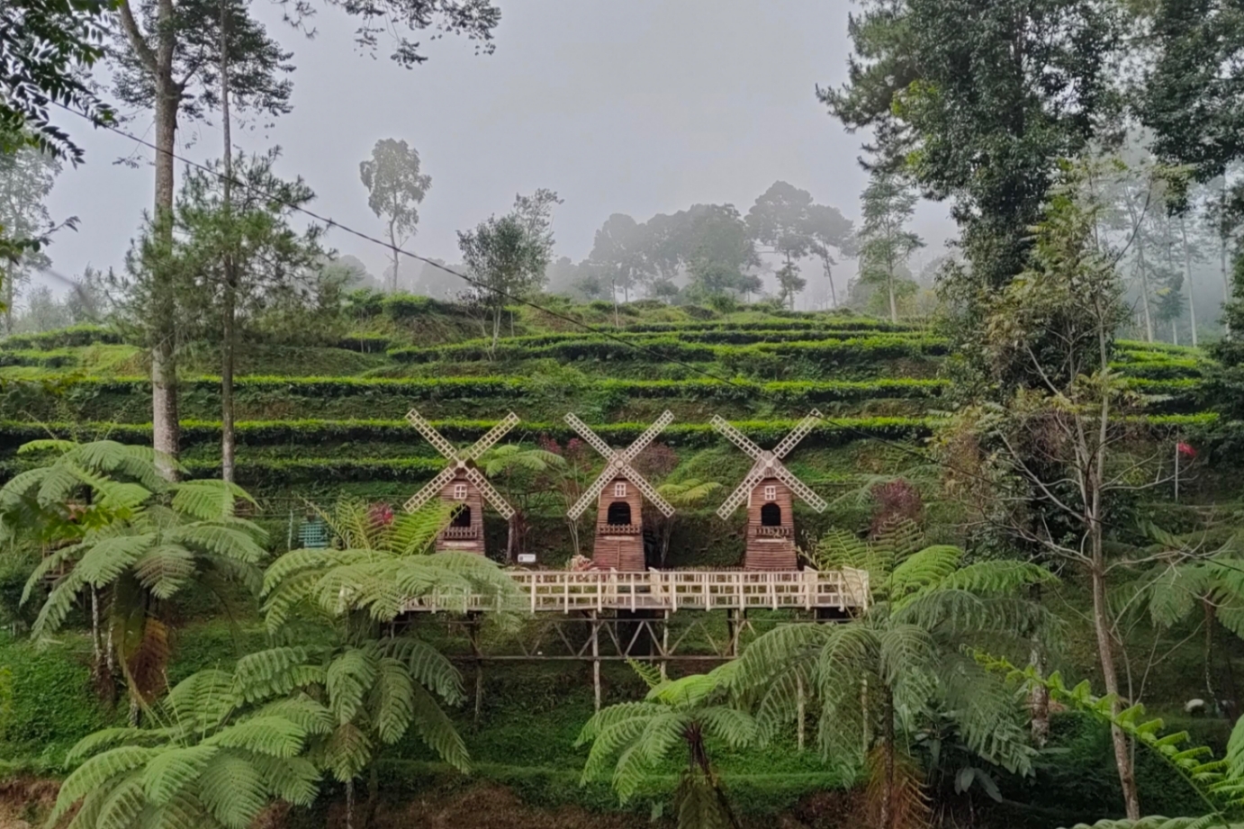Wisata: Suasana perkebunan teh Pagilaran yang indah dan sejuk.