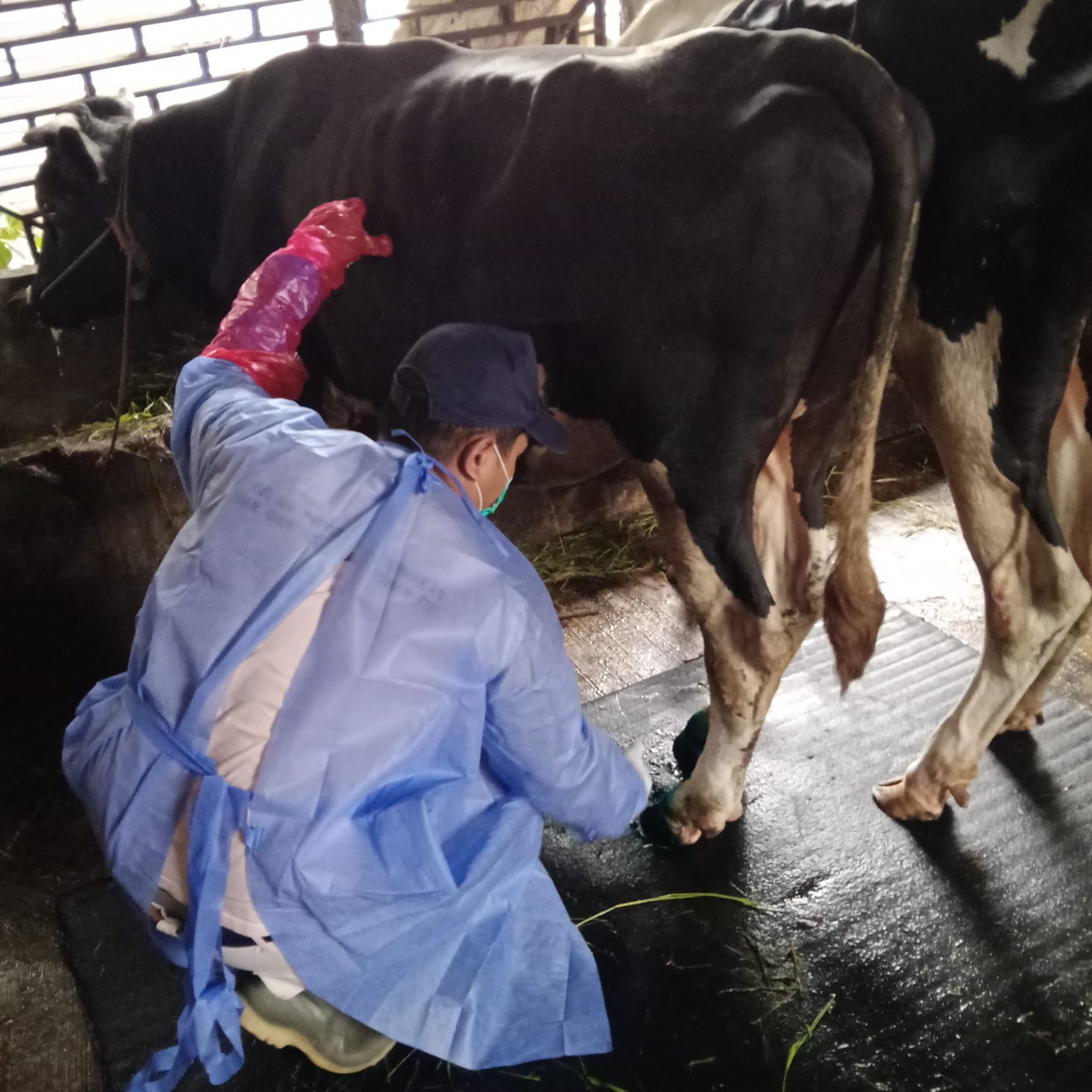 TERNAK: Petugas saat memeriksa hewan ternak dari wabah penyakit PMK.