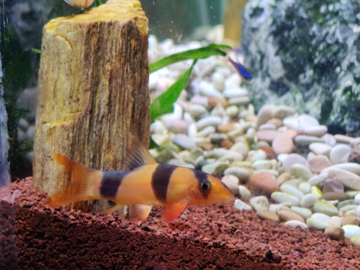 Ikan hias botia berada di akuarium.