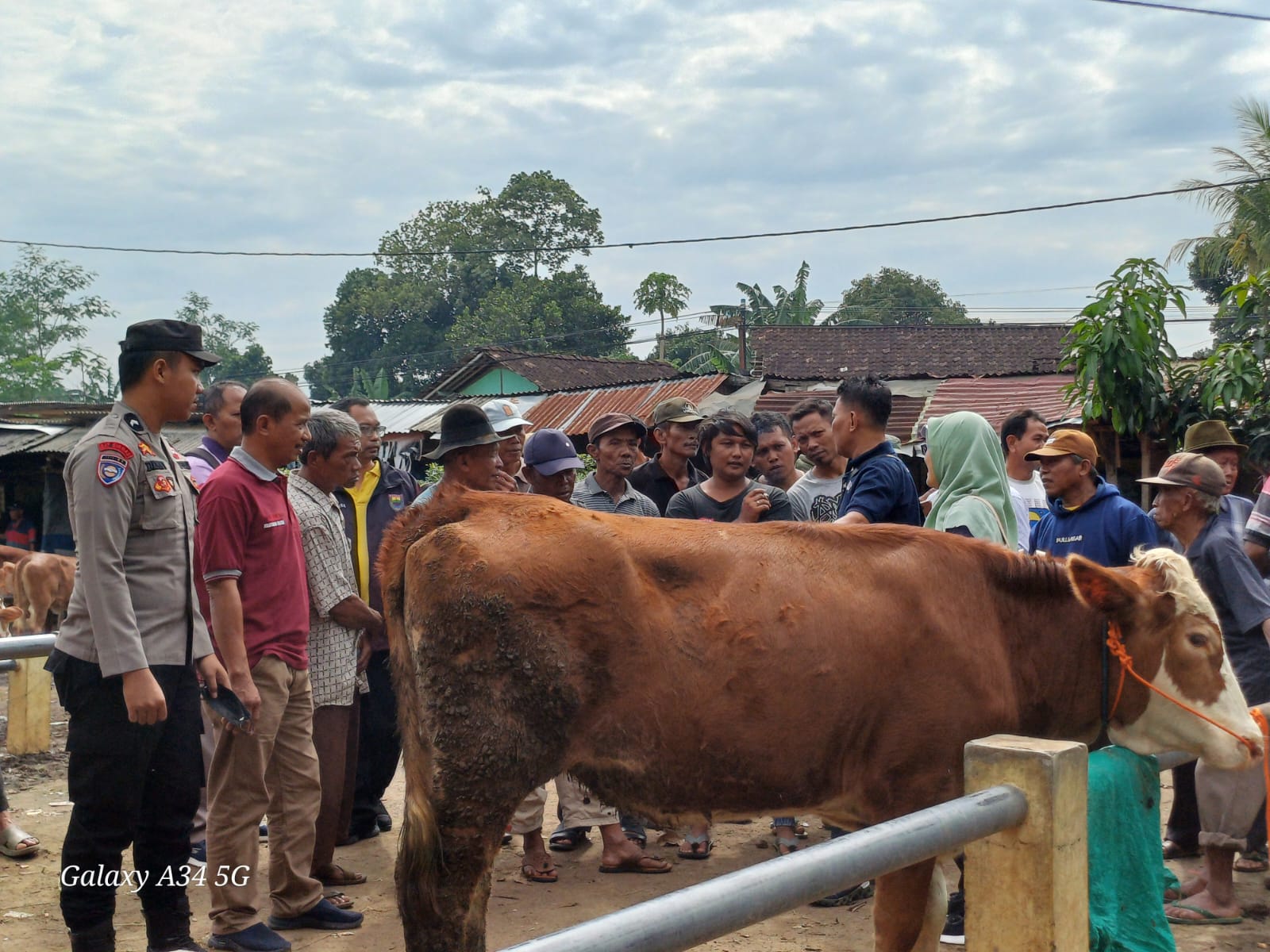 PEMERIKSAAN: Petugas saat memeriksa ternak yang terindikasi terkena PMK.
