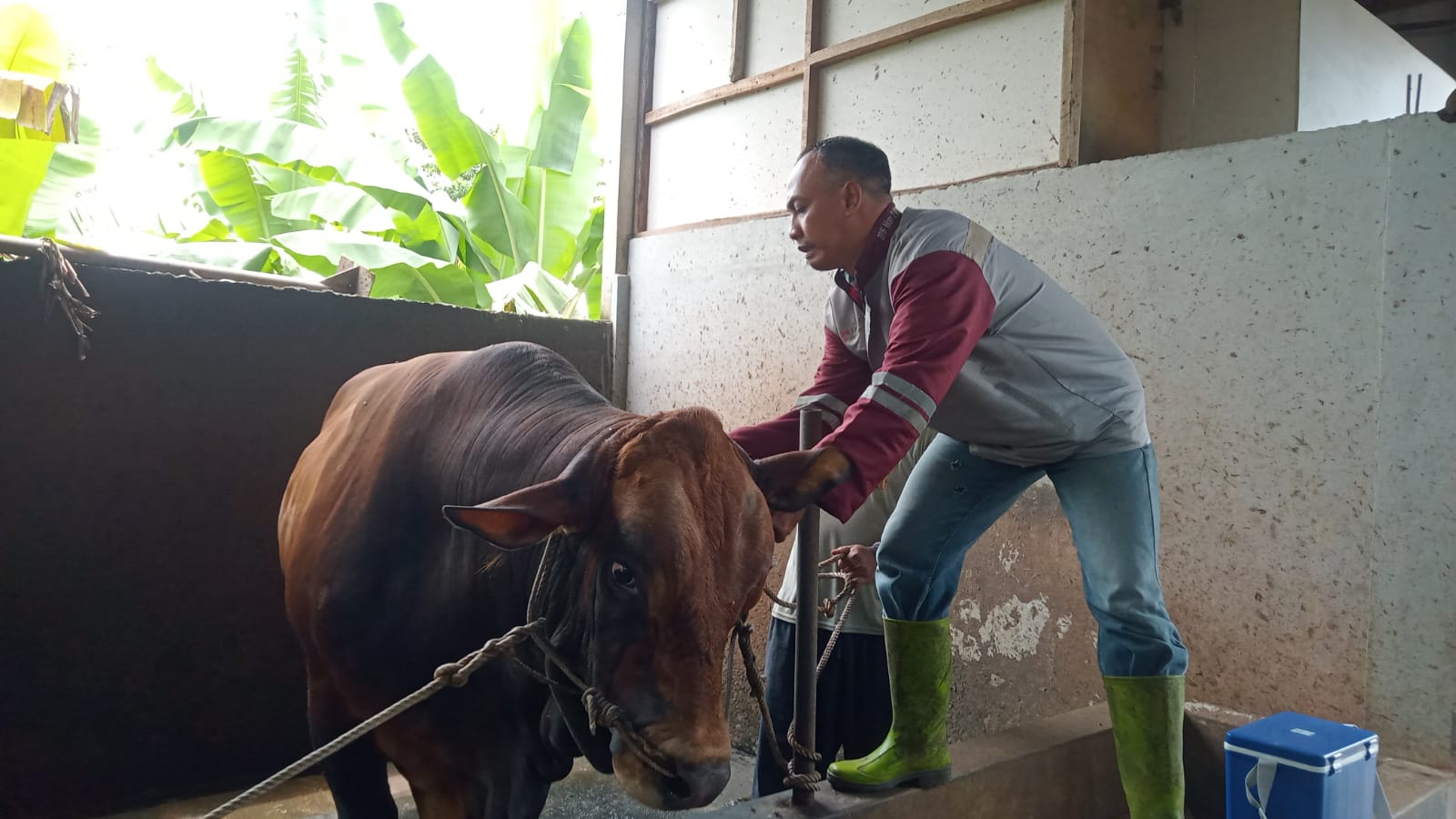 VAKSINASI PMK: Tim Satgas PMK DKPP Kabupaten Pekalongan saat melakukan vaksinasi di kadang ternak wilayah Desa Dadirejo, Kecamatan Tirto, Rabu (22/1/2025).