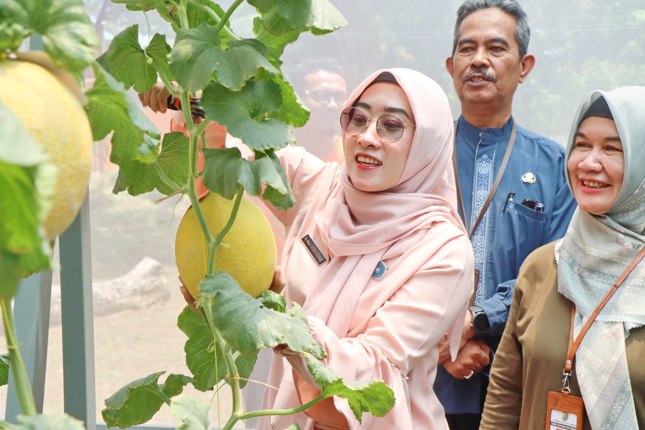 POTONG MELON - Ketua TP PKK Kota Pekalongan Inggit Soraya saat panen perdana melon hasil penerapan teknologi Smart Farming di greenhouse Dinpera Kota Pekalongan, pada Jumat (21/3/2025)