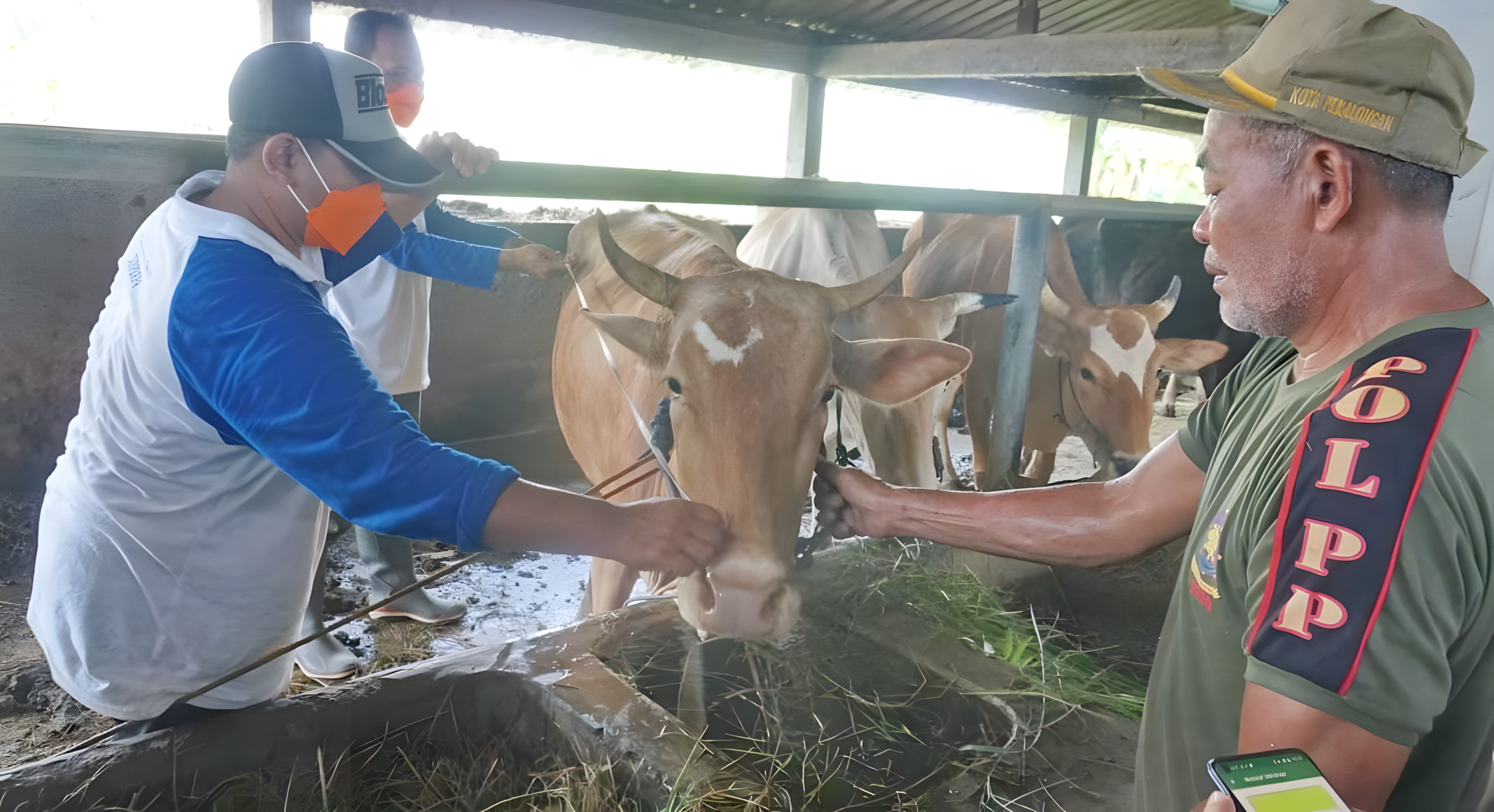 CEK KESEHATAN TERNAK - Pengecekan hewan kurban juga tetap dilakukan secara rutin oleh tim Dinperpa Kota Pekalongan jelang Idul Adha.