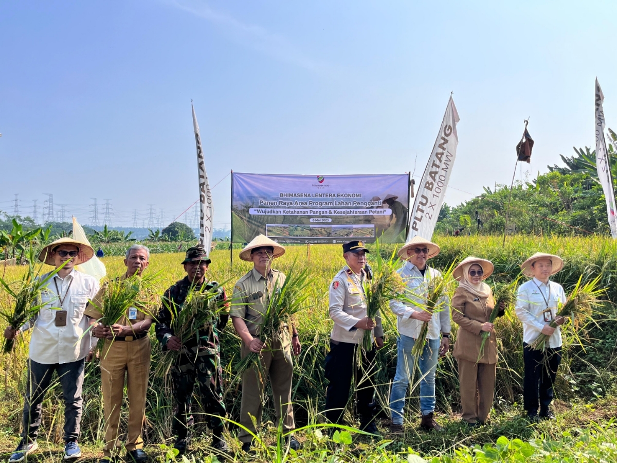 PANEN: Panen raya padi di lahan pengganti yang telah dibangun PLTU Batang.