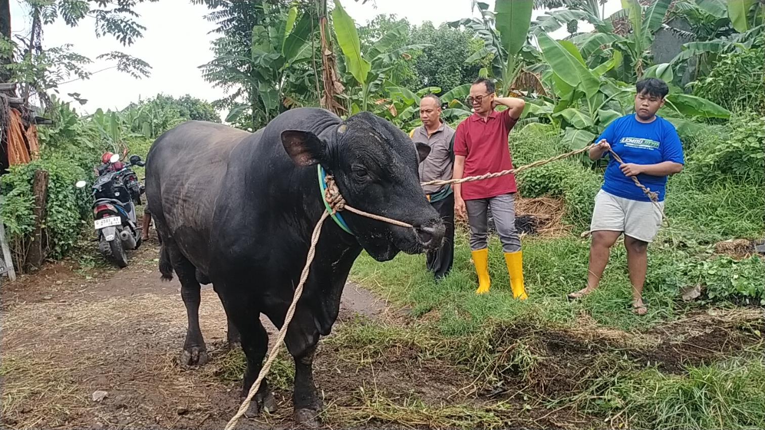 SAPI PRESIDEN: Tampang Mike Tyson, sapi dari Kabupaten Pekalongan yang dibeli Presiden Prabowo untuk hewan kurban.