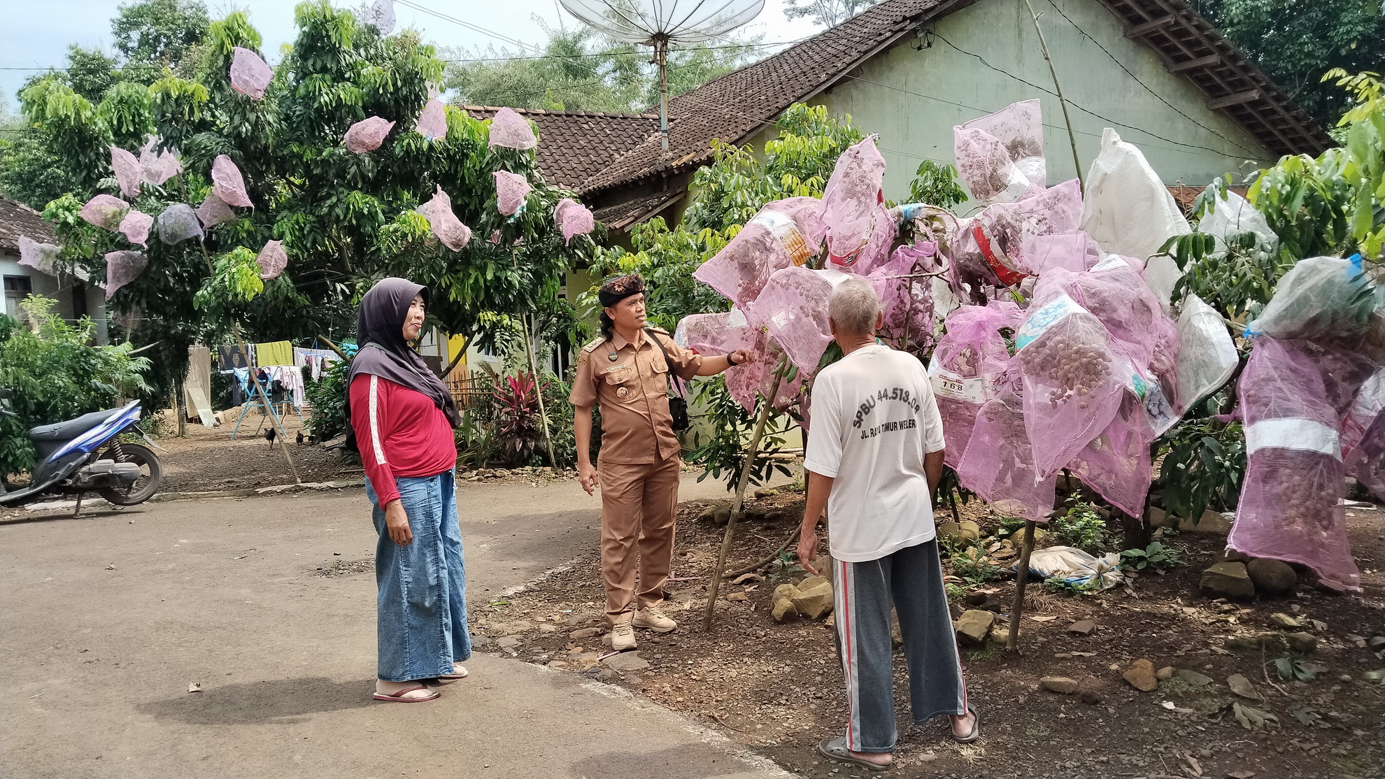 TUNJUKKAN - Kades Kalisalak Setiadi menunjukkan pohon kelengkeng new crystal yang berbuah&nbsp;lebat di pekarangan rumah warganya, pada Rabu (28/5/2025).