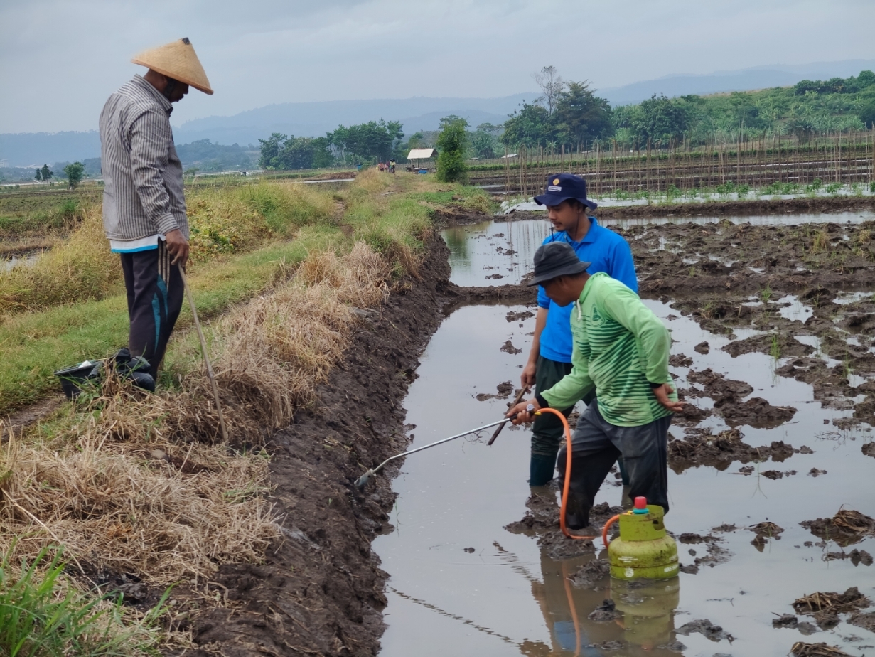 PENGOMPRONGAN: Petugas Hama dan Penyakit bersama petani saat berburu tikus di sawah.