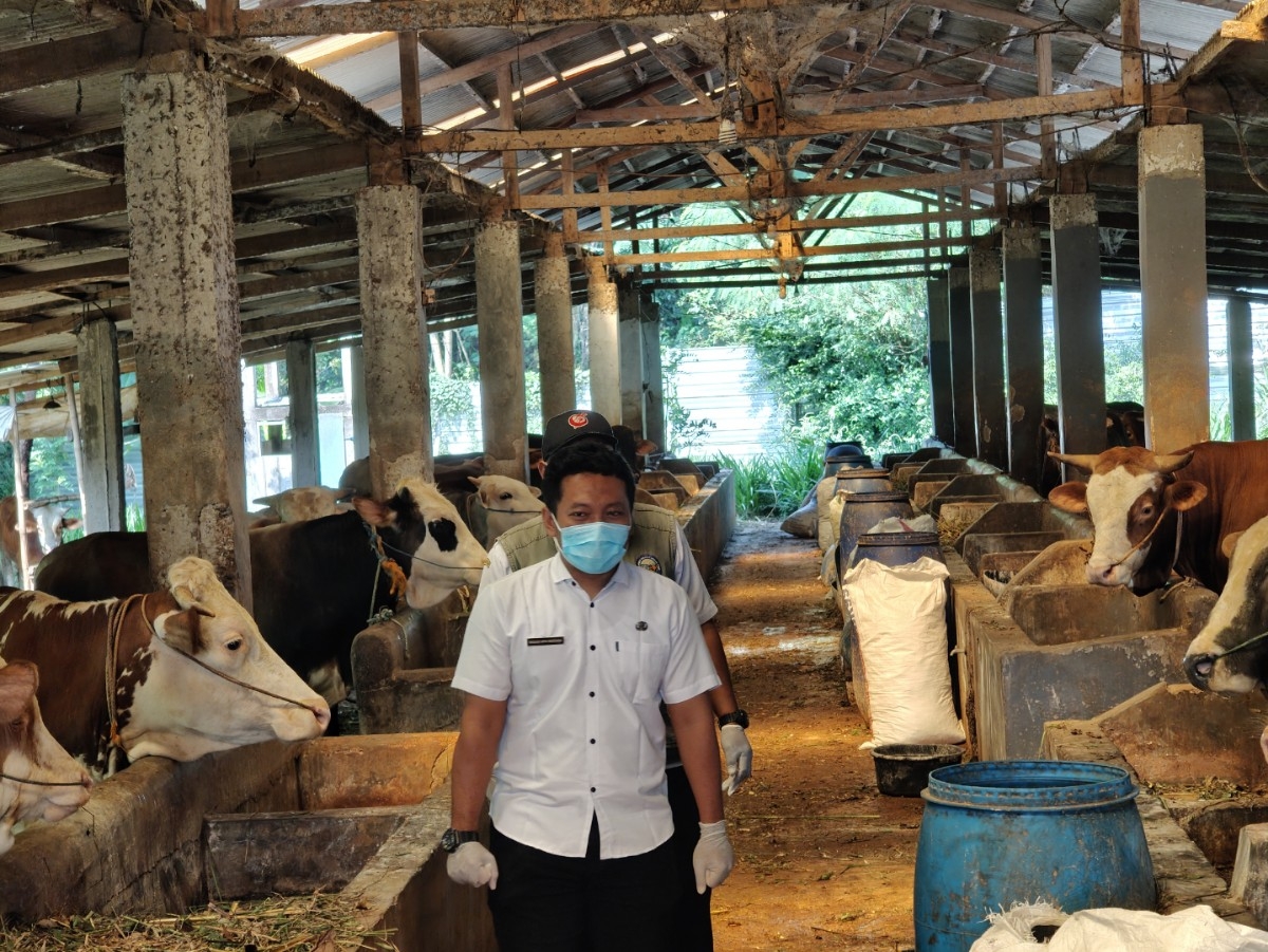 PEMERIKSAAN: Tim dari Dispaperta saat memeriksa sapi milik peternak di Batang.