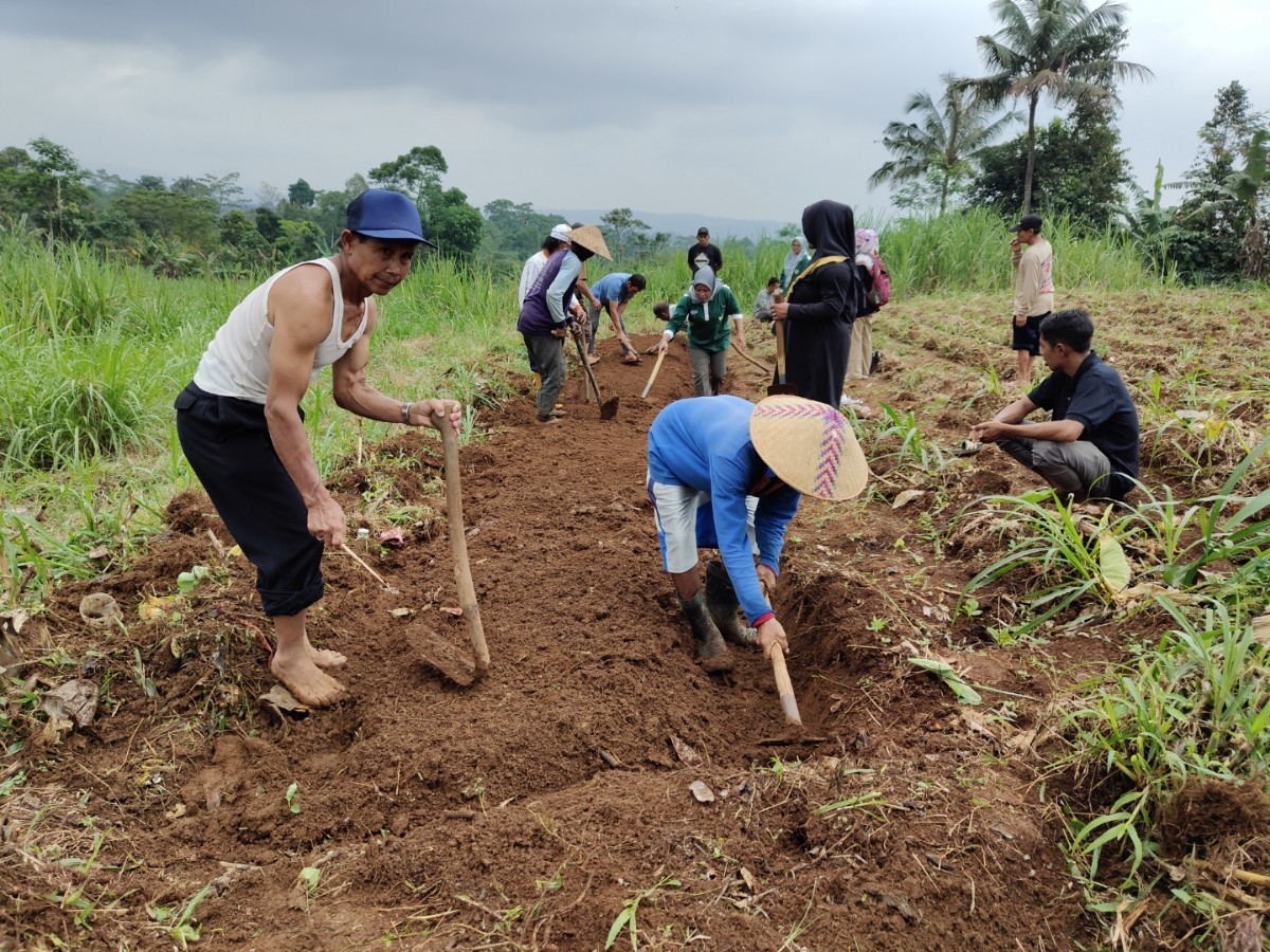 PERTANIAN: Para peserta pelatihan praktek melakukan pembibitan tanaman tembakau yang baik.