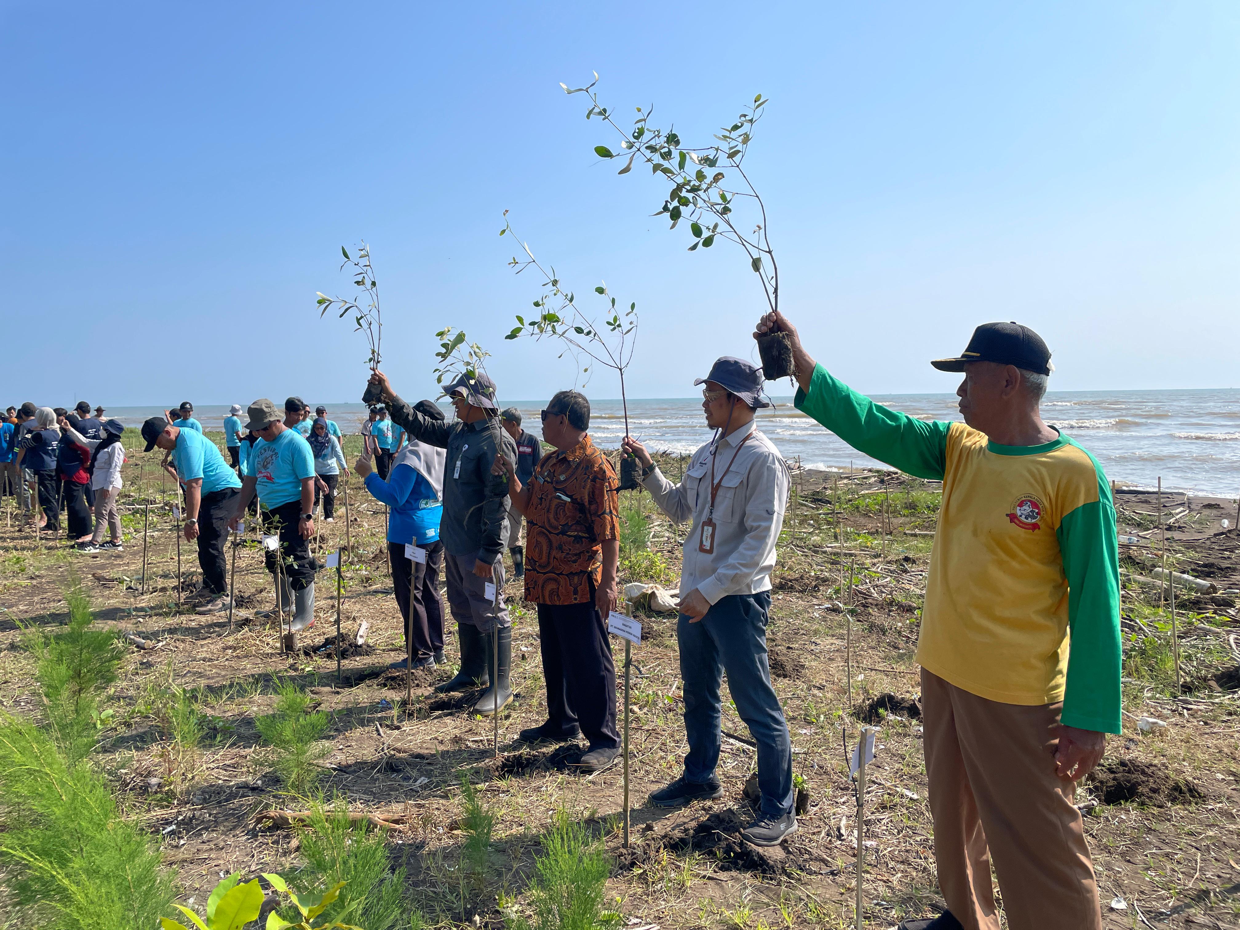 LESTARI: Proses penanaman pohon mangrove di wilayah pesisir Pantai Roban Timur.