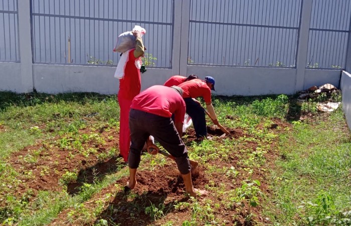 RAWAT LAHAN : Dengan penuh semangat dan kebersamaan, para napi Lapas Kelas IIB Batang melakukan perawatan lahan pertanian di area brandgang, Sabtu 2 Agustus 2025.