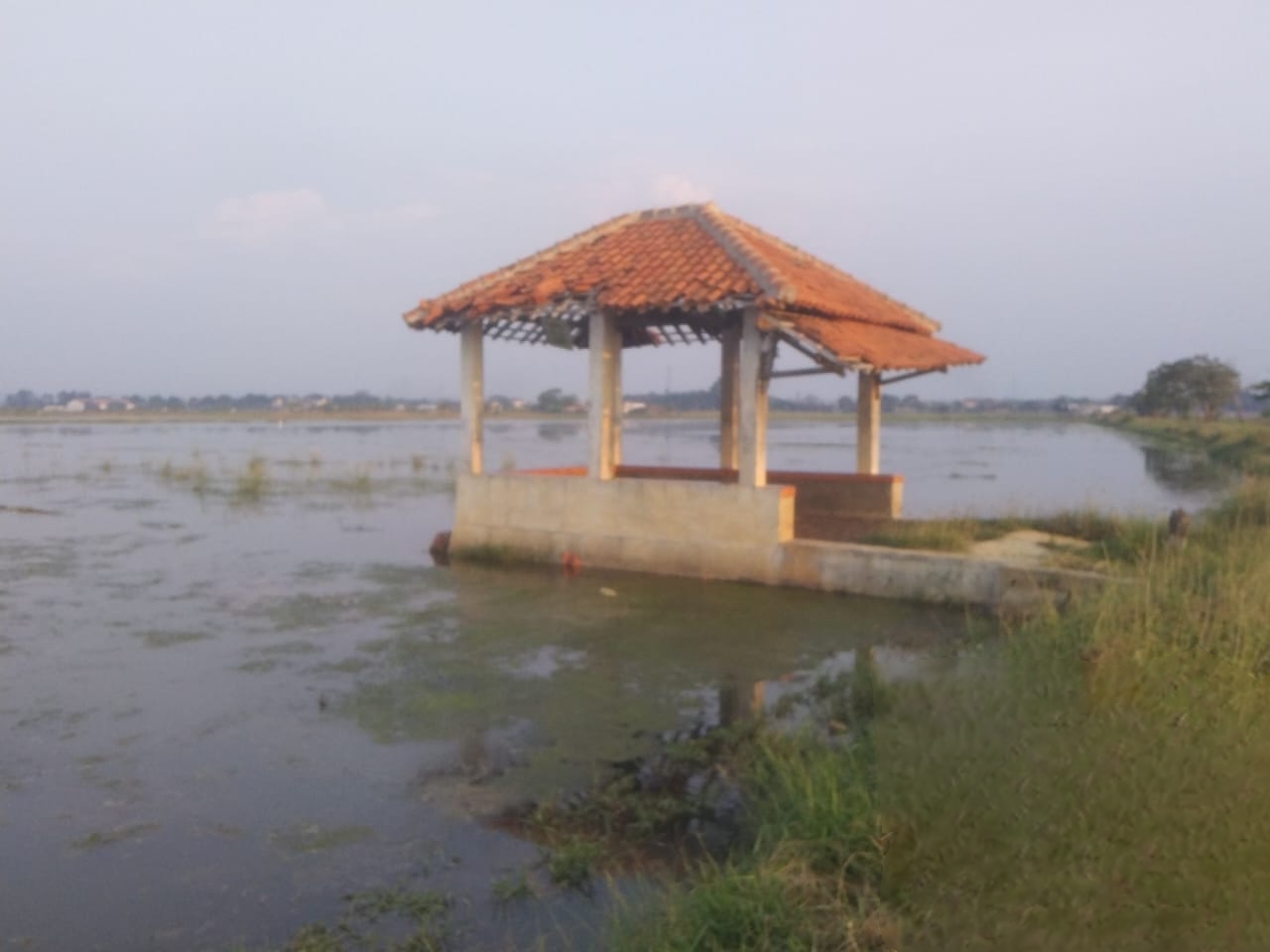 TENGGELAM: Kondisi sawah di Kelurahan Kasepuhan, Kecamatan Batang yang terendam rob.