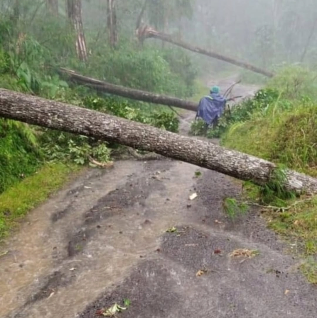 BENCANA: Salah satu titik yang terdampak pohon tumbang menutup akses jalan di Kecamatan Petungkriyono, Rabu (24/9/2025).