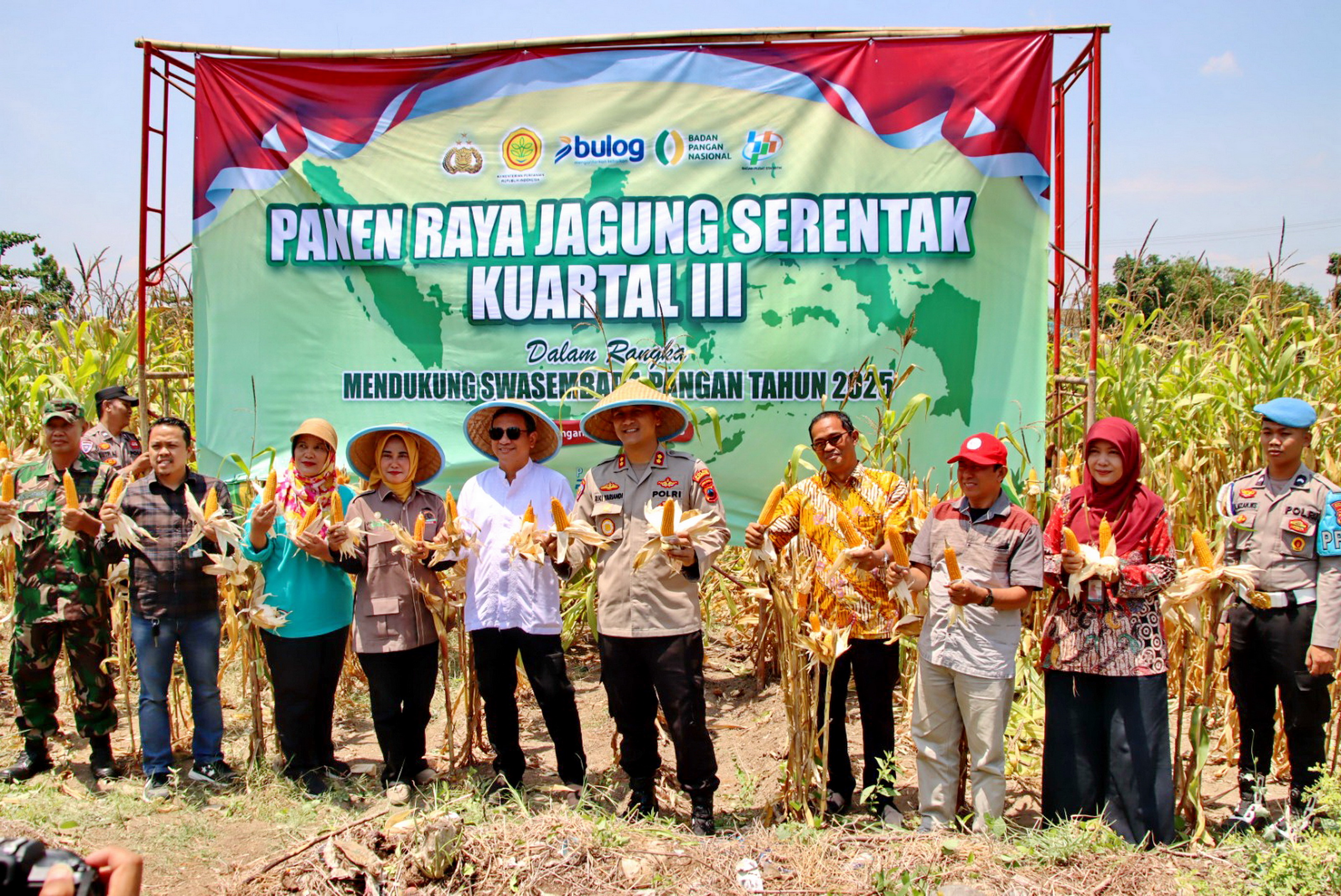PANEN - Walikota Pekalongan dan Kapolres Pekalongan kota tunjukkan secara&nbsp;simbolis jagung yang dipanen, di lahan persawahan Jalan Ir. Sutami, Pekalongan Timur, Sabtu (27/9/2025)