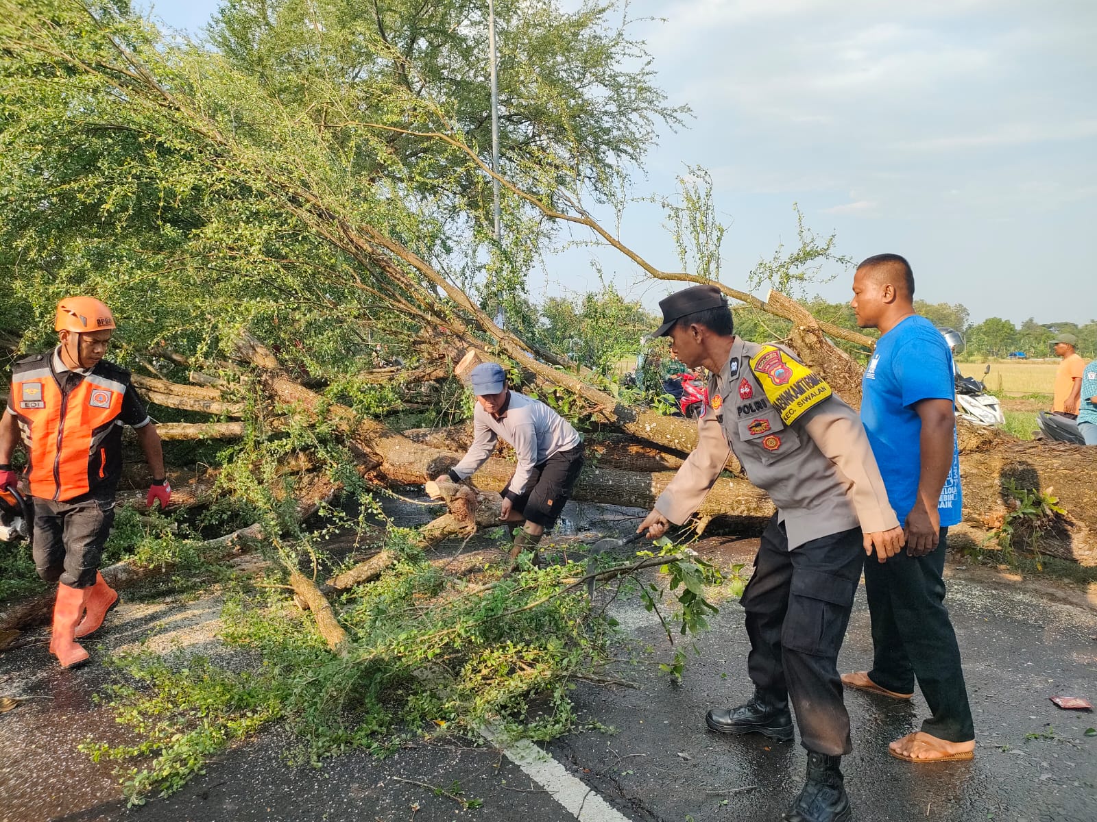 EVAKUASI: Proses evakuasi pohon tumbang di jalur Sragi-Kesesi, Kabupaten Pekalongan, Rabu (8/10/2025).